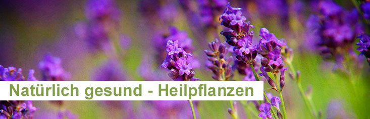 heilpflanzen-special-header