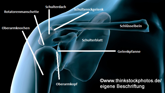 Schulter Anatomie beschriftet