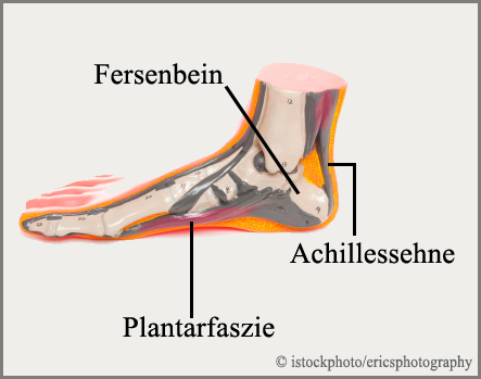 anatomie ferse