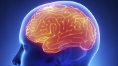 Unser Gehirn – 7 Fakten
