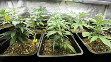 Anbau von Cannabis – In Ausnahmefällen legal