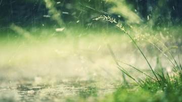 Pollenflug – Hilft Regen Allergikern?