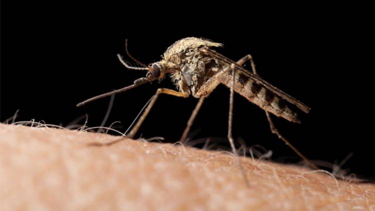 Zecken und Mücken immer gefährlicher?