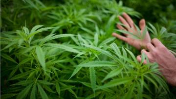 Cannabis – eine Droge als Medizin?