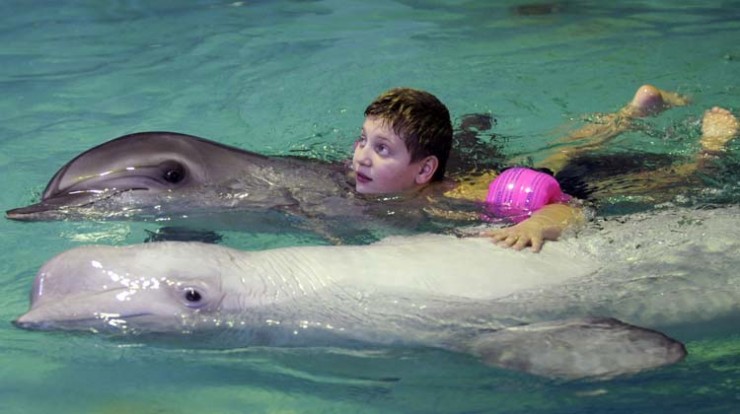 Was steckt dahinter? – Fragen an einen Biologen zur Delfinschwimm-Therapie