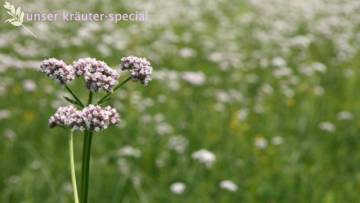 Baldrian – Der Seelenstreichler