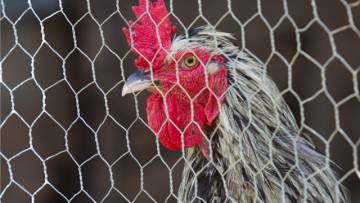Seuche in Deutschland  - Was ist die Vogelgrippe?