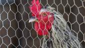 Seuche in Deutschland  - Was ist die Vogelgrippe?