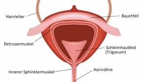 Anatomie und Funktion der Harnblase