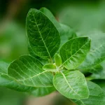 Bankim Desai auf Unsplash